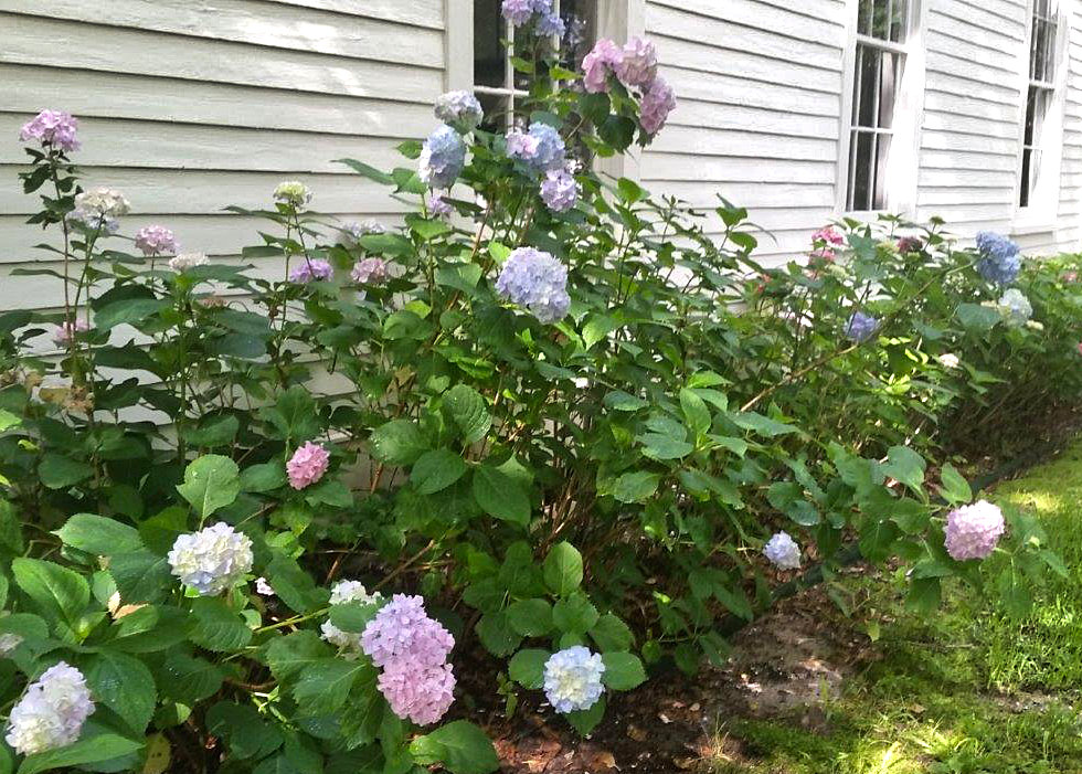 These old-fashioned hydrangea bloom on the north side of the Stinson house at the Arboretum.